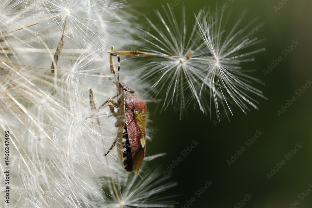 Fototapeta premium Sloe bug on a dandelion