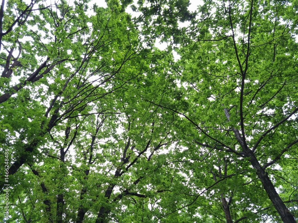 Tall oak trees with green leaves. View of branches with lush foliage in spring. Oak trees in the park in spring Tall oak trees with green leaves. View of branches with lush foliage in spring. Oak trees in the park in spring