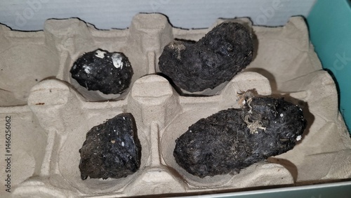 Réjection de chouettes dans boîte à oeufs