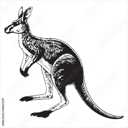kangaroo Vector