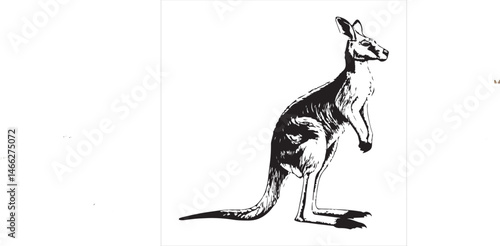 kangaroo Vector
