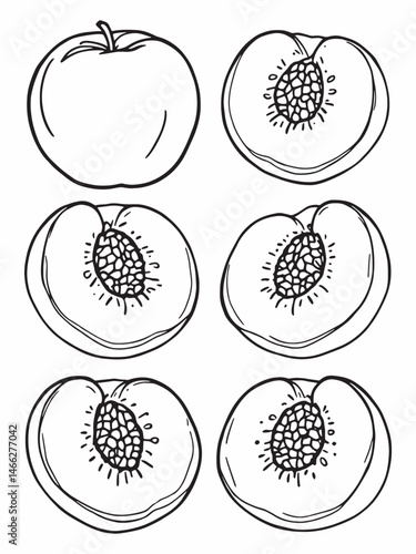 Whole nectarine with two peach slices line art illustration.eps