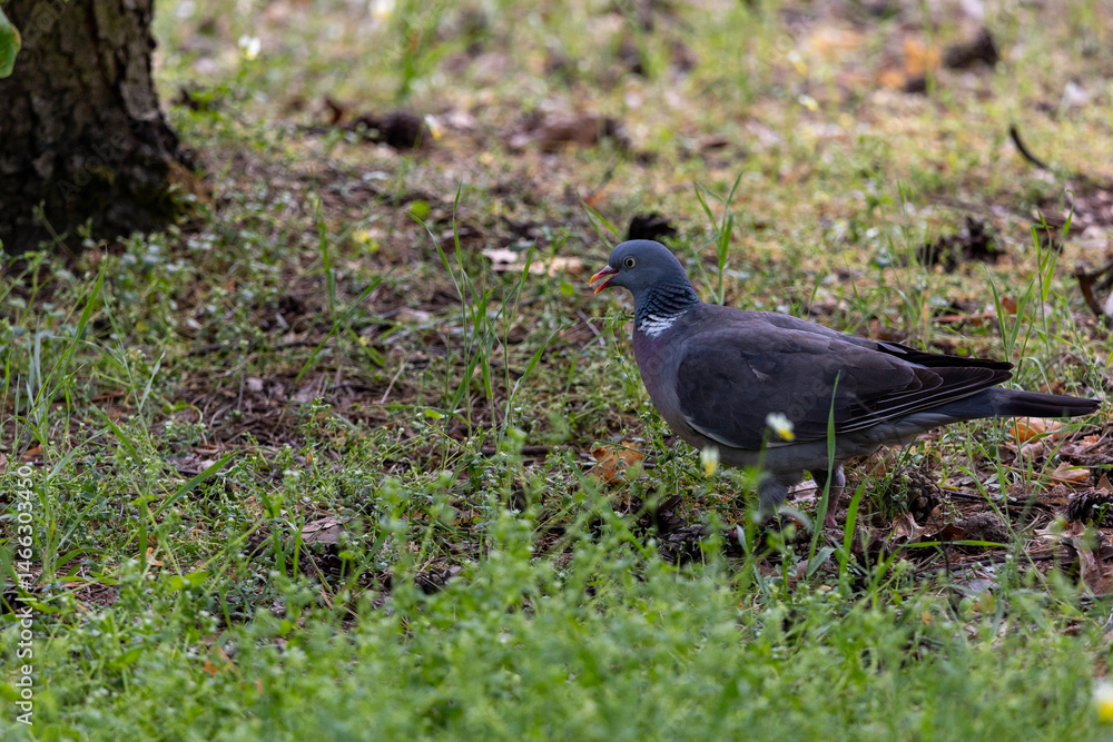 A wood pigeon(Columba palumbus) standing among grass and fallen leaves. Its greyish-blue feathers, white neck markings, and red beak contrast with the natural background.