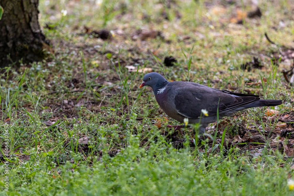 A wood pigeon(Columba palumbus) standing among grass and fallen leaves. Its greyish-blue feathers, white neck markings, and red beak contrast with the natural background.