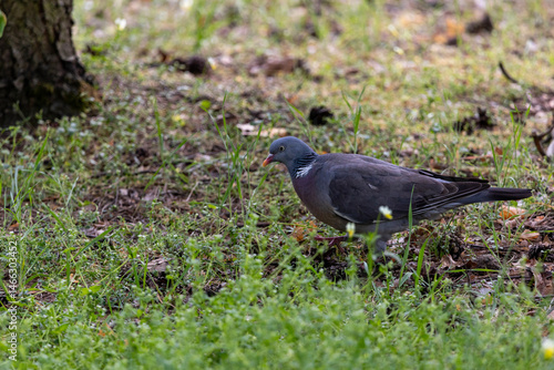Obraz na płótnie A wood pigeon(Columba palumbus) standing among grass and fallen leaves. Its greyish-blue feathers, white neck markings, and red beak contrast with the natural background. w salonie