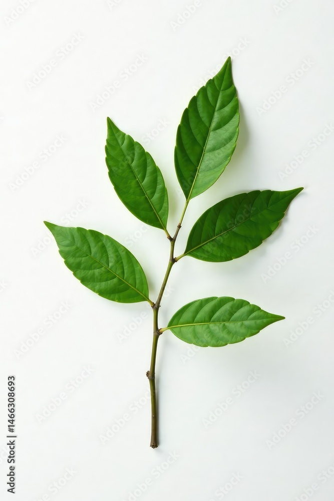 Fototapeta premium Single branch on white background with slight texture, natural, organic