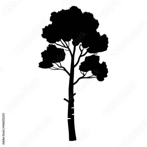 birch tree vector silhouette icon, black and white illustration of trees.