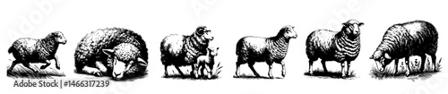 Vintage black and white illustrations of sheep in various poses, including grazing, walking, resting, and jumping, with detailed wool texture and rural charm.