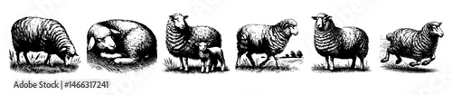Vintage black and white illustrations of sheep in various poses, including grazing, walking, resting, and jumping, with detailed wool texture and rural charm.