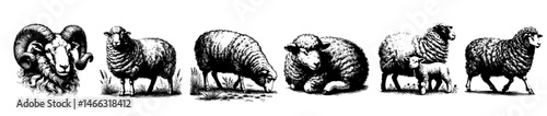 Vintage black and white illustrations of sheep in various poses, including grazing, walking, resting, and jumping, with detailed wool texture and rural charm.