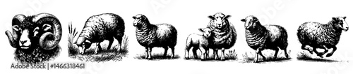 Vintage black and white illustrations of sheep in various poses, including grazing, walking, resting, and jumping, with detailed wool texture and rural charm.