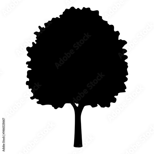 linden tree vector silhouette icon, black and white illustration of trees.
