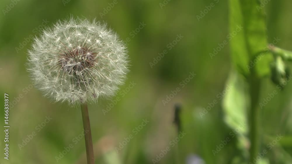 A close-up of the dandelion puffsseed fluttering in the wind.
