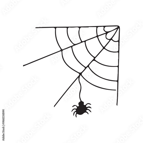 spider on a white background