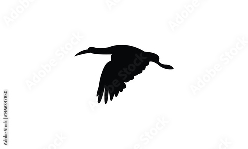 Flying African woolly necked stork bird Silhouette Design  And Vector Illustration. 