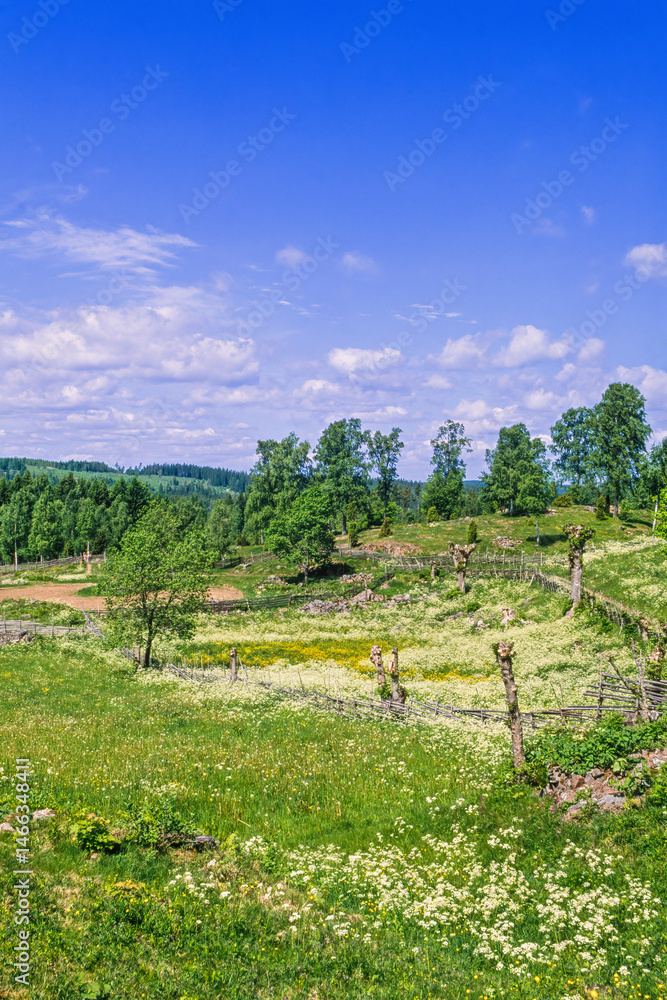 Obraz premium Flowering meadow landscape a sunny beautiful summer day