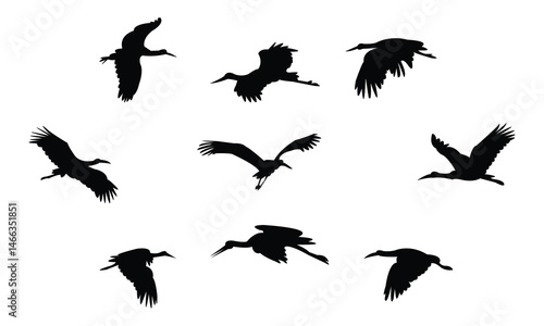 Flying African woolly necked stork bird Silhouette Design  And Vector Illustration. 