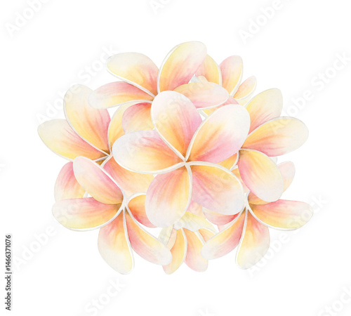Watercolor Plumeria tropical flower round illustration isolated on white. Brazilian summer frangipani plant bouquet. Botanical clip art in pastel pink and yellow colors for fragrant designs