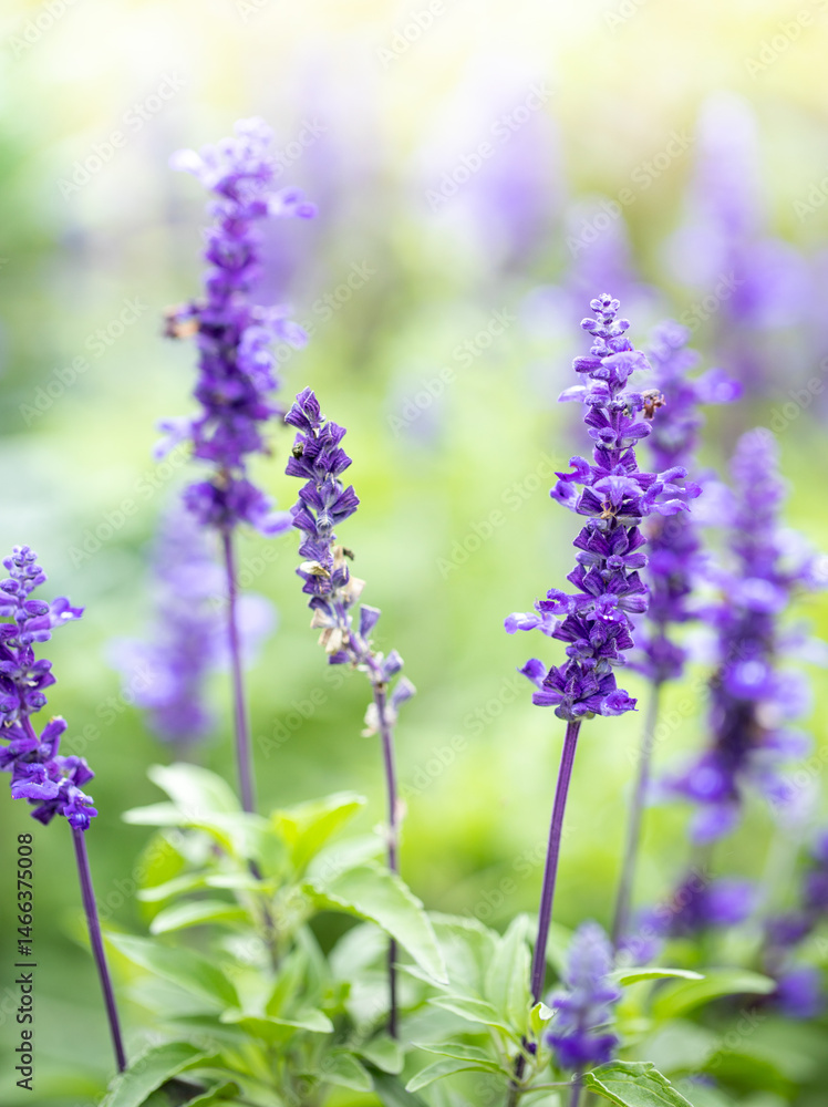 Bright lavender blooms stand tall in the garden sun, surrounded by green. Vertical format. Bright lavender blooms stand tall in the garden sun, surrounded by green. Vertical format.