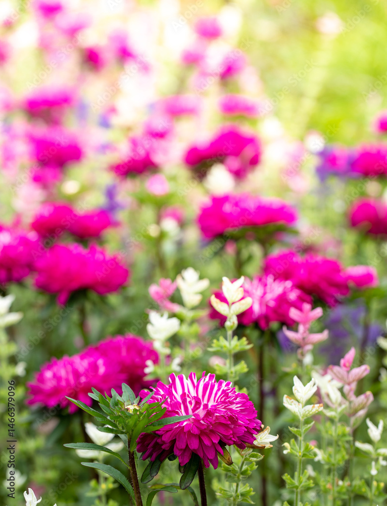 Vibrant vertical photo of magenta and pink garden flowers blooming in summer light. Vibrant vertical photo of magenta and pink garden flowers blooming in summer light.