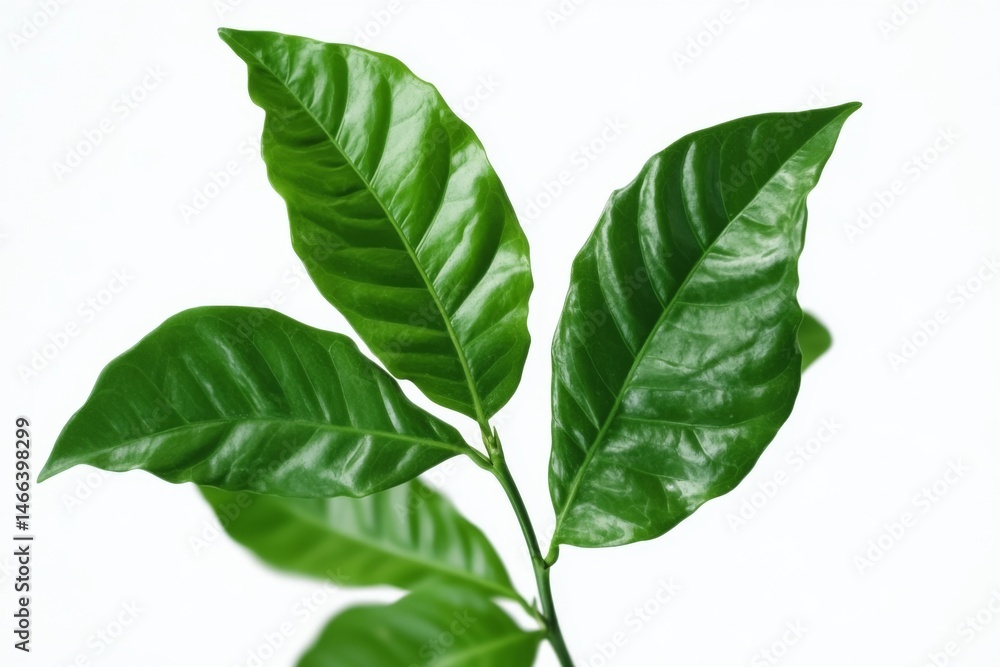 Fototapeta premium green leaf isolated on white