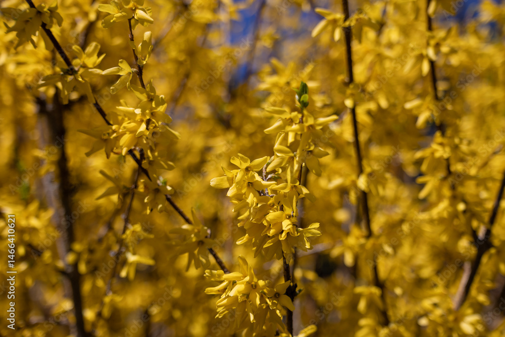 Forsythia flowers in full spring bloom, vibrant yellow floral background for seasonal and nature concepts, beauty of nature