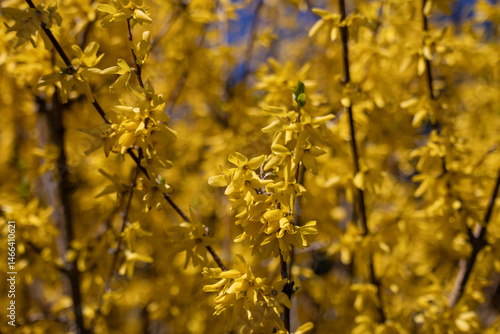 Obraz na płótnie Forsythia flowers in full spring bloom, vibrant yellow floral background for seasonal and nature concepts, beauty of nature w salonie