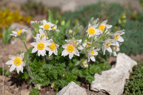 Group of white spring easter flowers (Pulsatilla patens) blooming in the alpine garden, close up