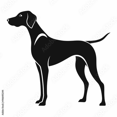 great dane dog