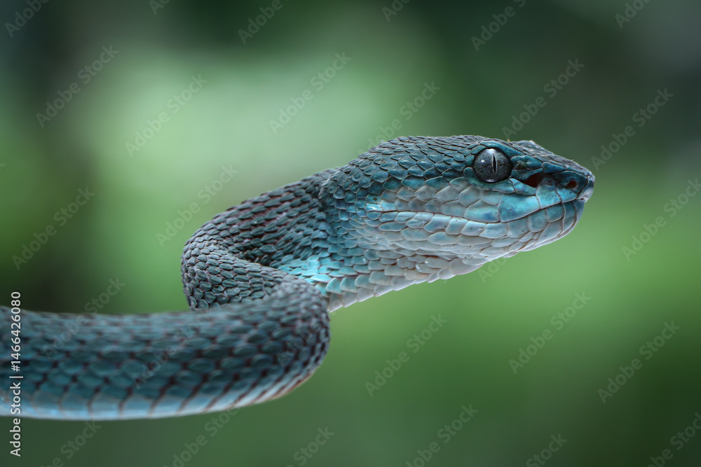 Fototapeta premium This venomous Mangrove Pit Viper (Trimeresurus purpureomaculatus) shows its triangular head and keeled scales. Its color varies, aiding camouflage in its habitat, 09 may 2025 Indonesia