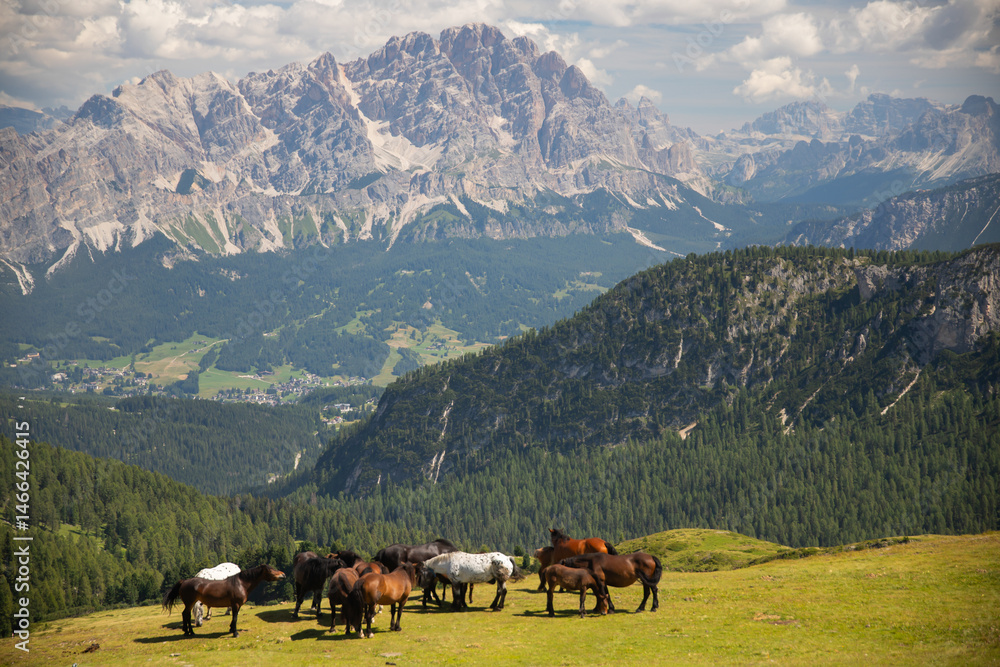 Horses in the beautiful Dolomites
