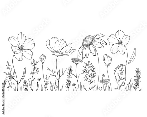Hand drawn sketch illustration of black and white outline drawings of meadow wild flowers, done in a minimalist style isolated on white background. Ideal for coloring, design and illustrations, print,