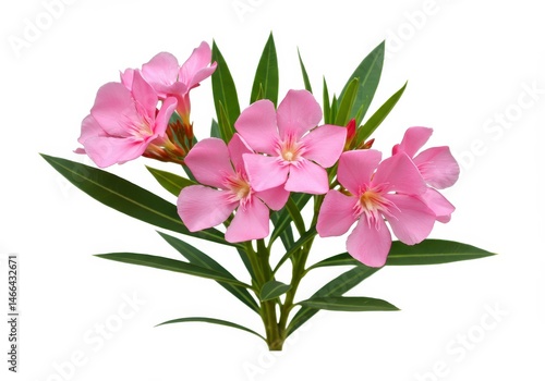 Oleander flowers with pink petals and green leaves on a white background