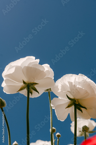 White ranunculus flowers with blue sky