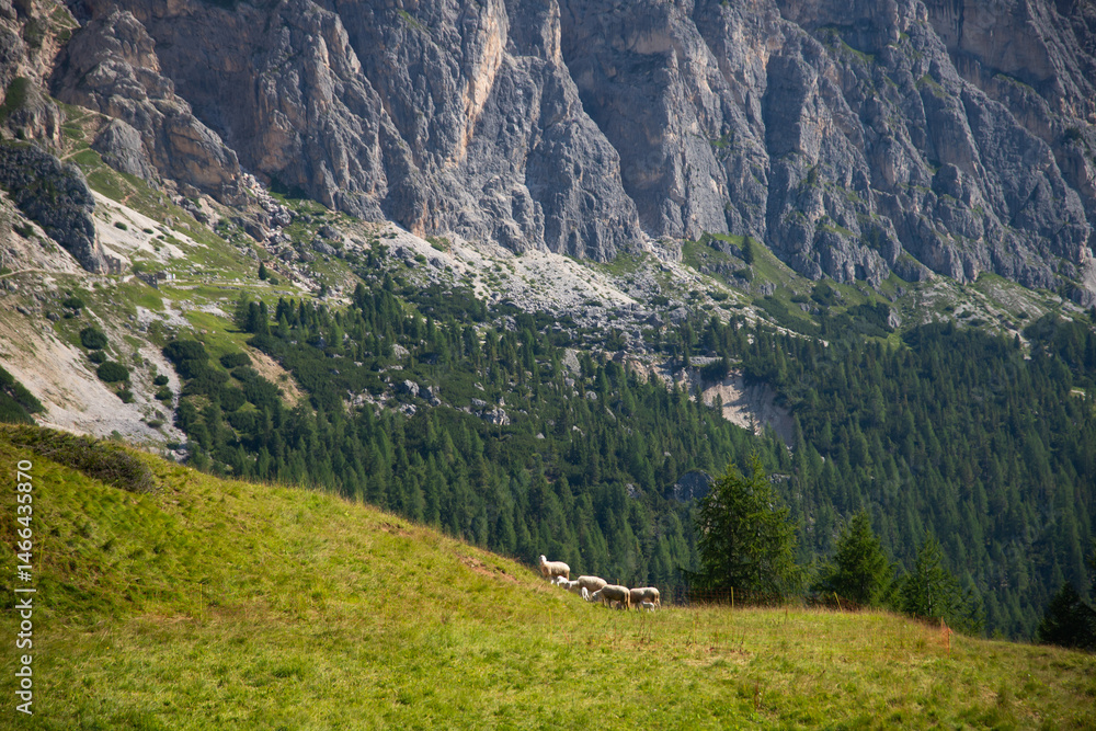 Alpine meadow in the mountains, The Dolomites, Italy