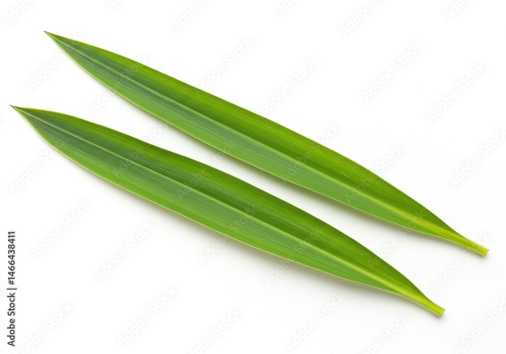 Two vibrant green oleander leaves with pointed tips arranged on a clean white background in a studio setting Two vibrant green oleander leaves with pointed tips arranged on a clean white background in a studio setting
