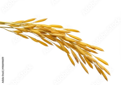 Close-up of a golden rice panicle against a clean white background, showcasing the grain's texture