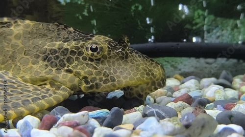Catfish stickler cleans the aquarium
