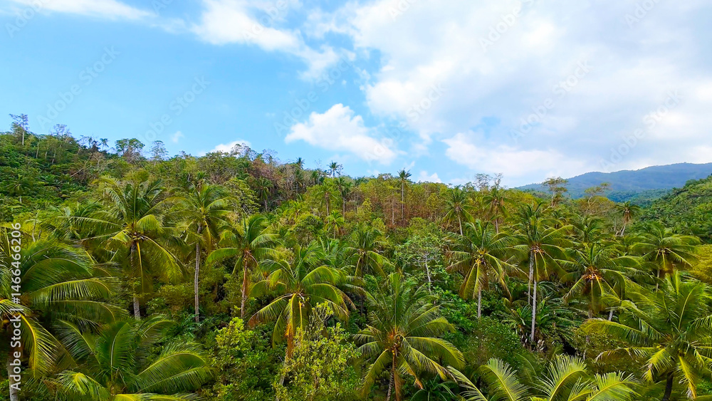 Nature scene, rolling hills covered with palm trees against the blue afternoon sky. Philippines Landscape, Mindaoan Philippines.