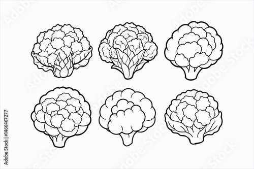 set of cauliflower line art vector illustration