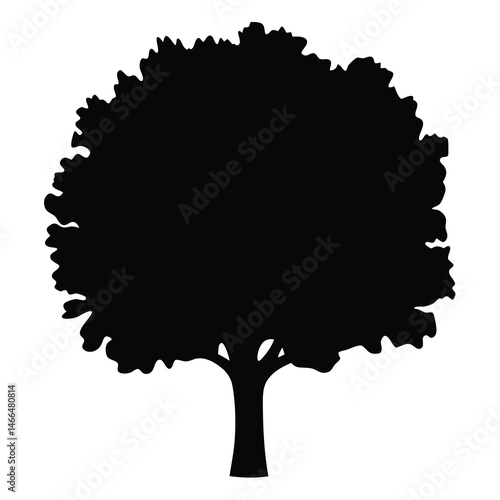 linden tree vector silhouette icon, black and white illustration of trees.