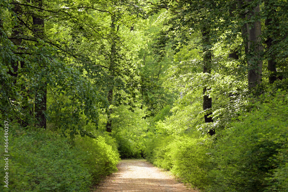Fototapeta premium frühling