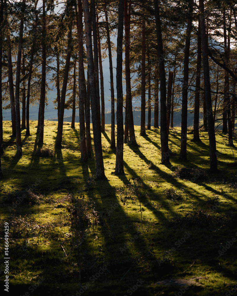 Obraz premium Sunlight filters through the trees, creating dramatic shadows on the forest floor in aiaraldea, basque country