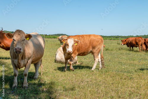 cows grazing in a field