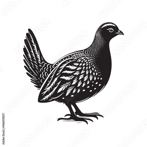 Bold Francolin Bird Vector Silhouette – Striking Ground-Dweller, Sharp Call, and Agile Forager Captured in Elegant Minimalist Wildlife Art.