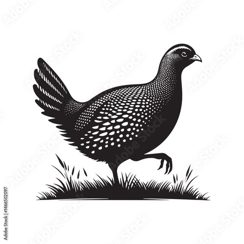 Bold Francolin Bird Vector Silhouette – Striking Ground-Dweller, Sharp Call, and Agile Forager Captured in Elegant Minimalist Wildlife Art.