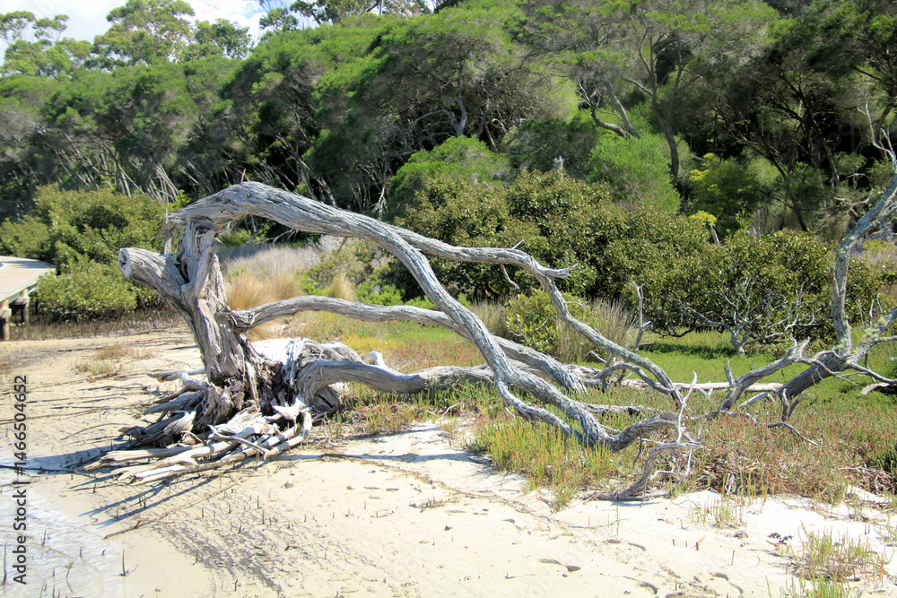 Fototapeta premium Dead and weathered tree on Merimbula Lake shore next to coastal forest and mangroves. On the New South Wales far south coast Australia