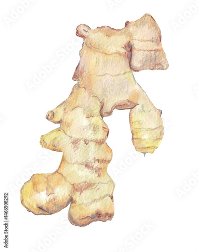 Ginger root Hand-drawn colorful food illustration. Png file clipart with transparent background great for cooking book, recipe card, restaurant menu, farming and etc.