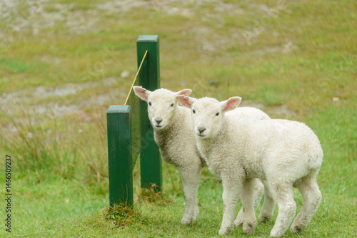 Baby lamb looking at camera on the green hills. Park sign on the grass. Golden Bay, South Island.