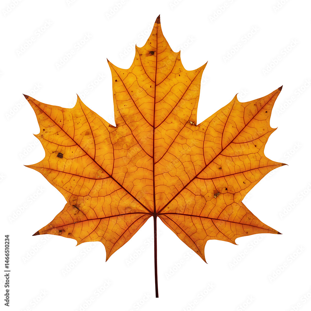 Obraz premium Golden maple leaf against white backdrop